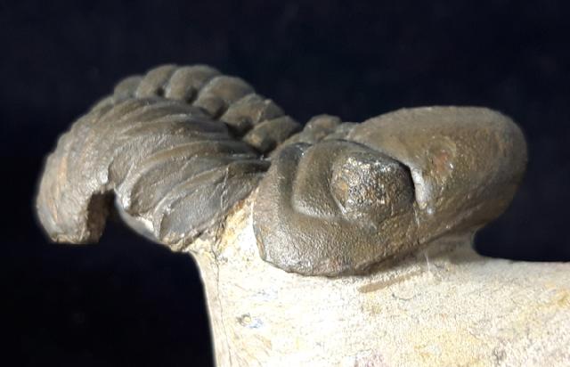 Reedops cephalotes hamalagdadianus ALBERTI 1983 - Bild © FossNet FossilienStore